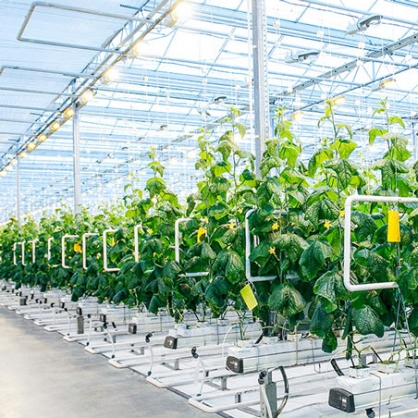 High-tech agriculture